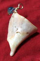 Inner Conch Twirl Pendant