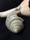 Golden Ratio Conch Shell Pendant